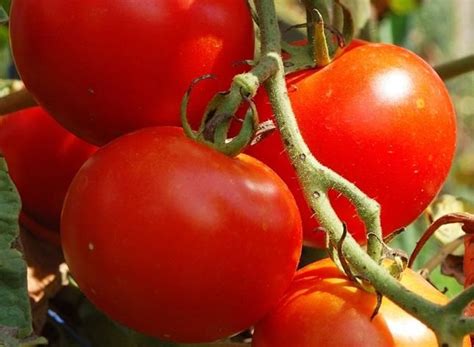 Чем подкормить томаты при пересадке?