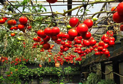 Что нужно сделать с семенами томатов перед посадкой?