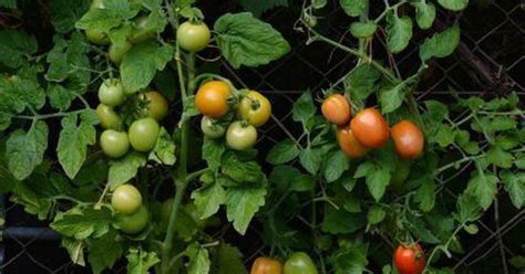 Почему помидоры не развиваются?