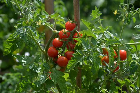 Чем кормить помидоры для хорошего урожая?
