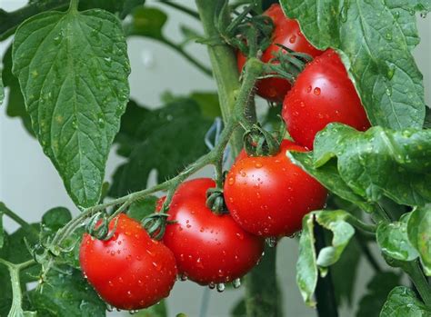 Чем кормить помидоры в открытом грунте?