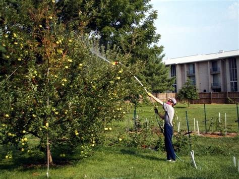 Чем лучше обработать плодовые деревья весной?