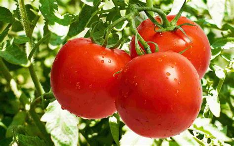 Чем лучше обработать рассаду помидор перед посадкой?