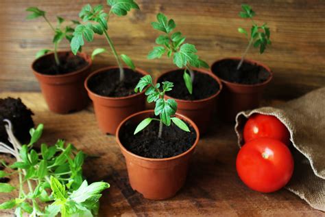Чем можно обработать рассаду помидоров?