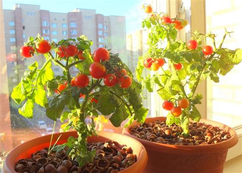 Чем можно подкормить помидоры в домашних условиях?
