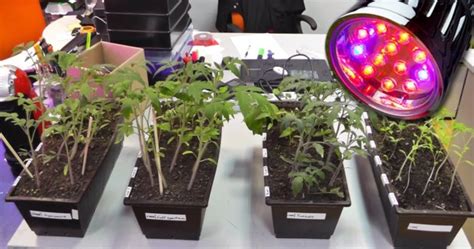 Чем можно заменить солнечный свет для растений?
