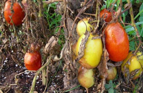Чем обработать землю после посадки томатов?