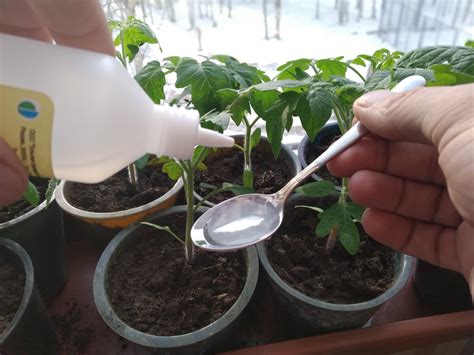Чем подкормить маленькую рассаду томатов?