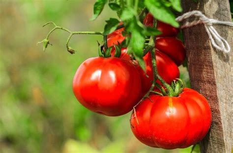 Чем подкормить помидоры чтобы они были толстые?
