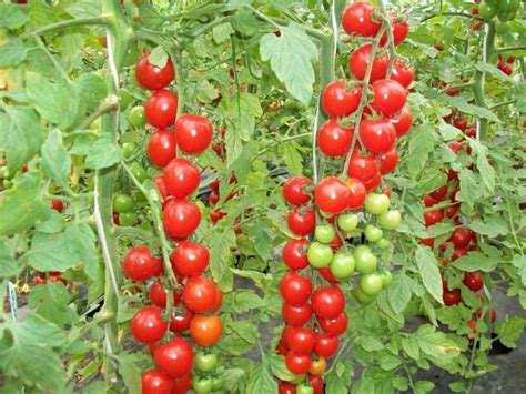 Чем подкормить помидоры чтобы они пошли в рост?