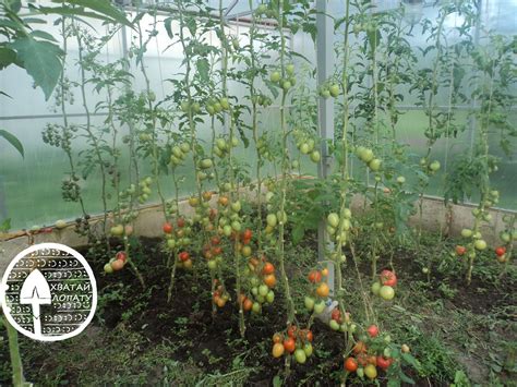 Чем подкормить помидоры для роста в домашних условиях?