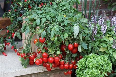 Чем подкормить помидоры которые растут на подоконнике?