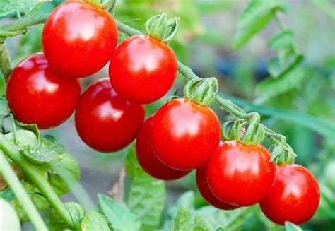 Чем подкормить помидоры очень слабые?