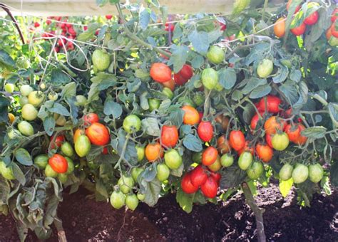 Чем подкормить помидоры после пересадки в открытом грунте?