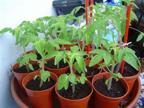 Чем подкормить рассаду помидоров в домашних условиях?