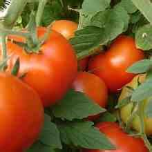 Чем подкормить томаты через 2 недели после посадки?