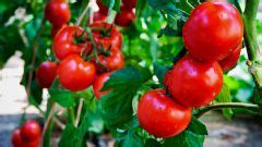 Чем полить помидоры чтобы был хороший урожай?