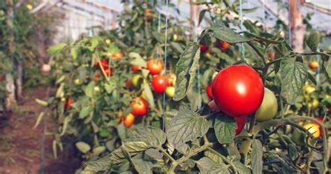 Чем полить помидоры чтобы они пошли в рост?