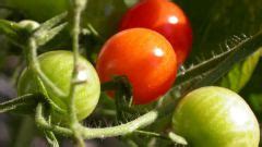 Чем полить рассаду помидор чтобы была толстая?
