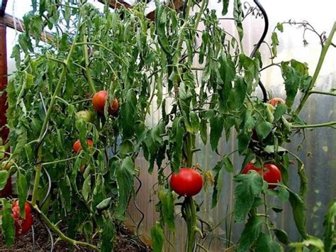 Чем полить рассаду помидор для укрепления?