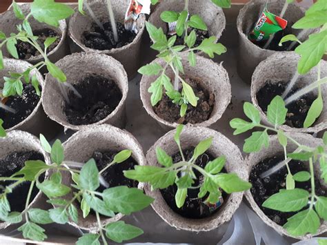 Чем полить рассаду помидоров для хорошего роста?