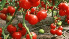 Чем поливать помидоры чтобы был хороший урожай?
