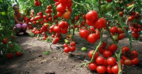 Чем поливать помидоры чтобы не болели?
