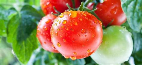 Чем поливать помидоры чтобы они хорошо росли?