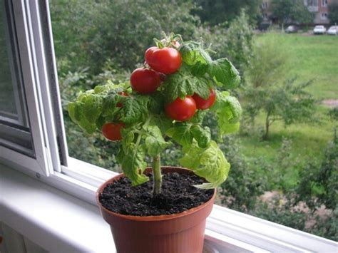 Чем поливать помидоры для роста в домашних условиях?