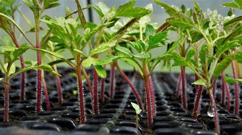 Чем поливать рассаду для укрепления корней?