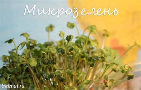 Чем семена микрозелени отличаются от обычных?