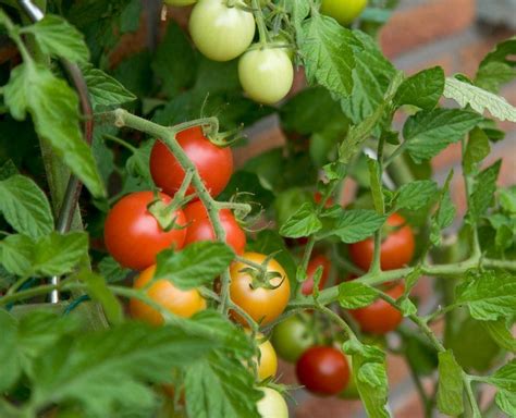Чем уберечь помидоры от фитофторы?