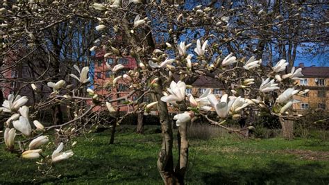 Что цветет весной на деревьях?
