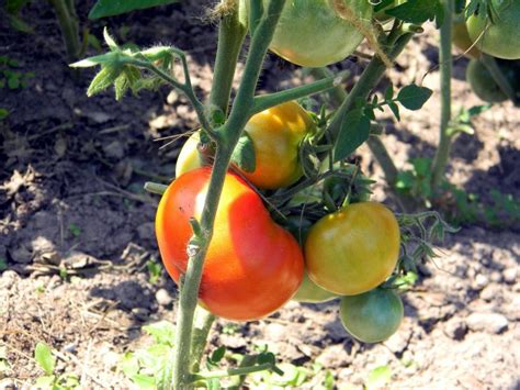 Что делать чтобы быстрее зацвели помидоры?