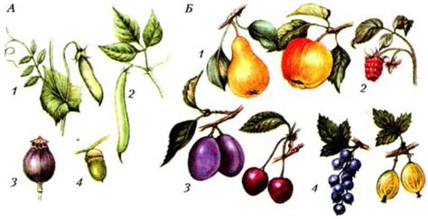 Что является плодами растений?