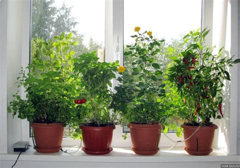 Что легко выращивать в квартире?