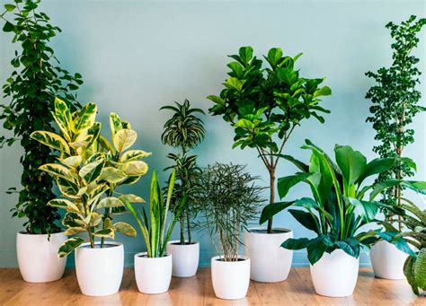 Что любят комнатные растения?