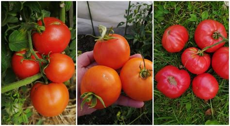 Что любят томаты в открытом грунте?