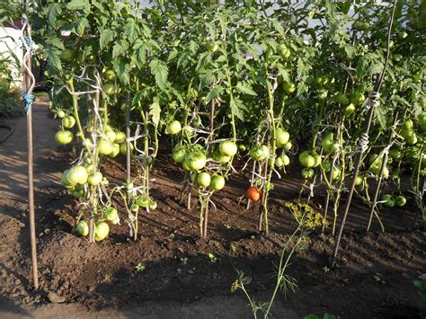 Что лучше внести в почву перед посадкой помидоров?