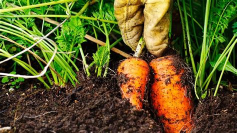 Что можно посадить между луком и морковью?