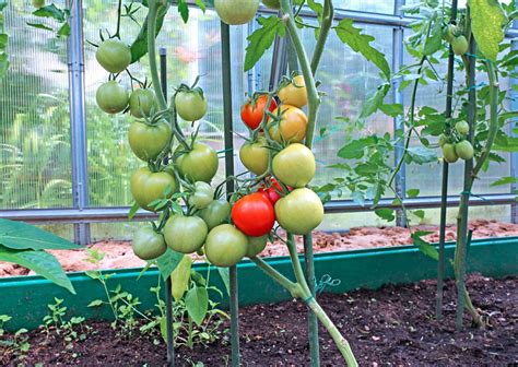 Что можно выращивать вместе с помидорами?