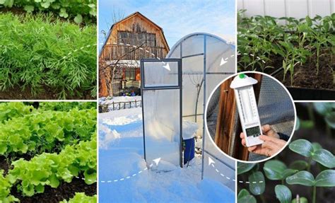 Что можно выращивать зимой в неотапливаемой теплице?