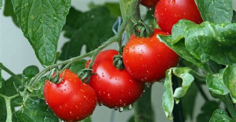 Что нужно сделать чтобы хорошо росли помидоры?