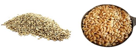 Что полезнее для человека рожь или пшеница?