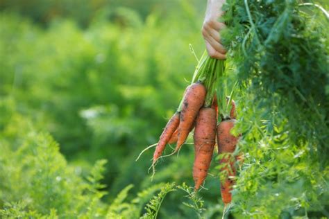 Что положить в лунку при посадке моркови?