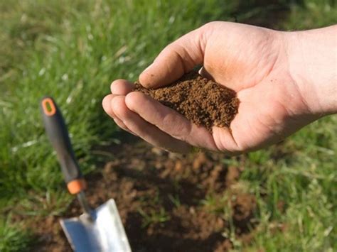 Что посадить чтобы разрыхлить почву?