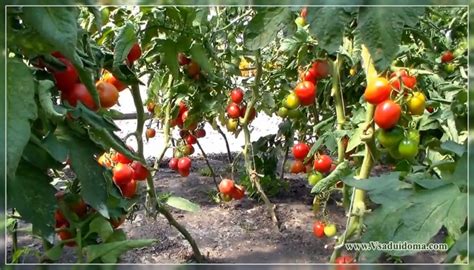 Что посадить рядом с перцем и помидорами?
