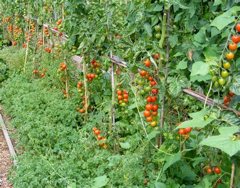Что посадить рядом с помидорами от фитофторы?