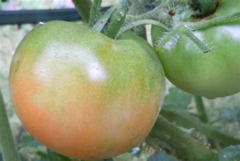Что сделать чтобы помидоры быстрее краснели на кусту?