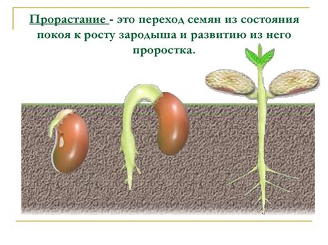 Что влияет на скорость прорастания семян?